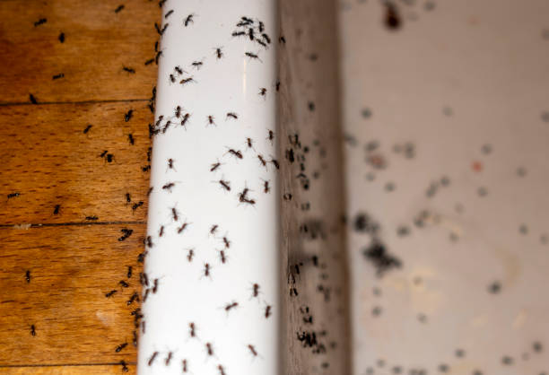 Best Pest Control Near Me in Villa Rica, GA