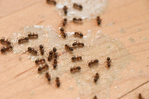 Best Pest Prevention Services  in Villa Rica, GA