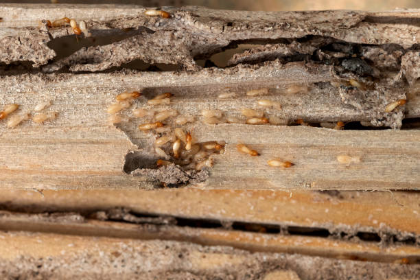 Best Wildlife Control Services  in Villa Rica, GA